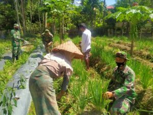 Anggota Satgas Pra TMMD Bantu Petani Panen Daun Bawang