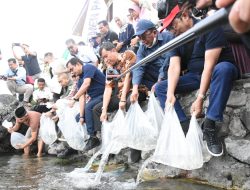 Semen Padang Kembali Sebar Ribuan Ikan Bilih ke Habitat Asli Danau Singkarak