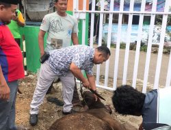 MAN 3 Padang Sembelih 2 Ekor Sapi