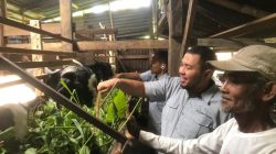 Kambing Etawa Jadi Harapan Baru Ekonomi Warga Kampung Padayo