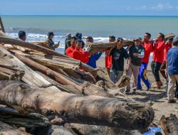 Semen Padang Turun Tangan Bersihkan Kayu di Pantai Parupuk, Wamenhut: Target 3 Hari Bersih!