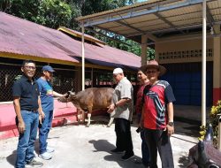 Pengurus Masjid Ar-Raudhah Kampung Lapai Lakukan Pengecekan Sapi Qurban