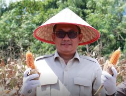 Ketua DPRD Sumbar Sementara Evi Yandri Rajo Budiman: Panen Raya Jagung Bukti Kemandirian Daerah dalam Ketahanan Pangan