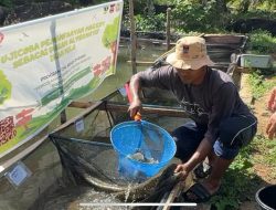Semen Padang Buktikan Efektivitas Maggot untuk Tingkatkan Pertumbuhan Ikan Nila