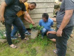 Polres Pasbar Ungkap Kasus Penanaman Pohon Ganja di Kecamatan Ranah Batahan