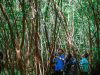 Panen Agustus, PT Semen Padang Tinjau Lokasi Tanaman Kaliandra di HKm Sialangan