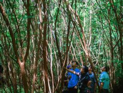 Panen Agustus, PT Semen Padang Tinjau Lokasi Tanaman Kaliandra di HKm Sialangan